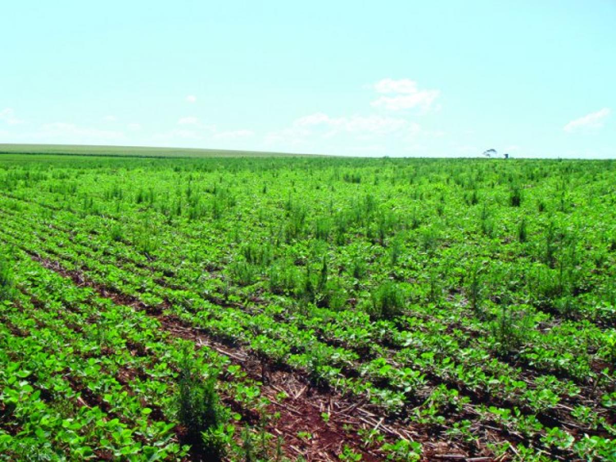 Livro: Aspectos de Resistência de Plantas Daninhas a Herbicidas
